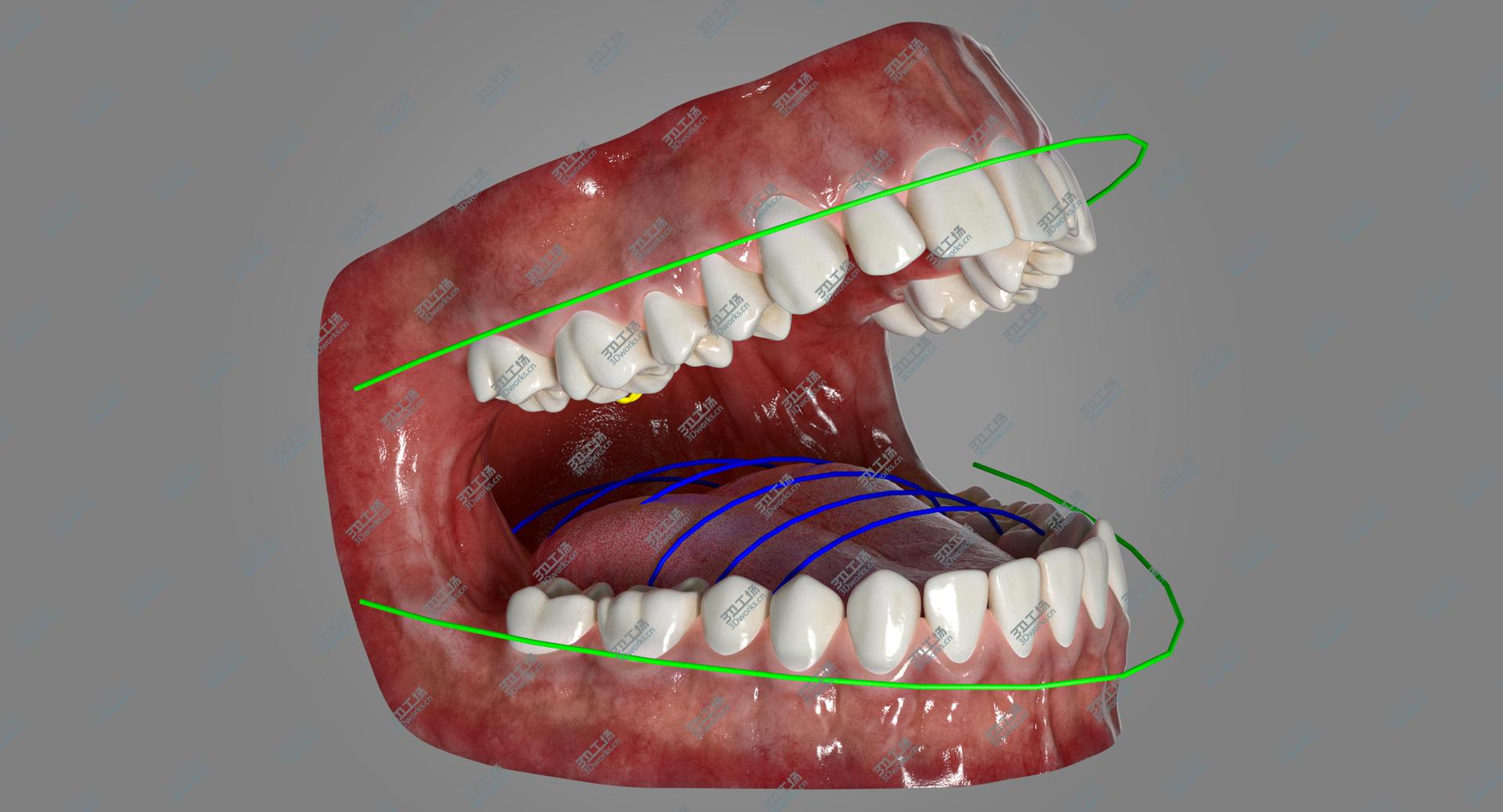 images/goods_img/202105073/Human Mouth With Tongue Rigged 3D model/2.jpg